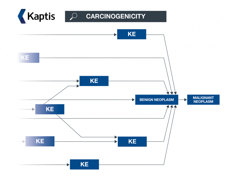 Carcinogenicity Kaptis AOP network diagram