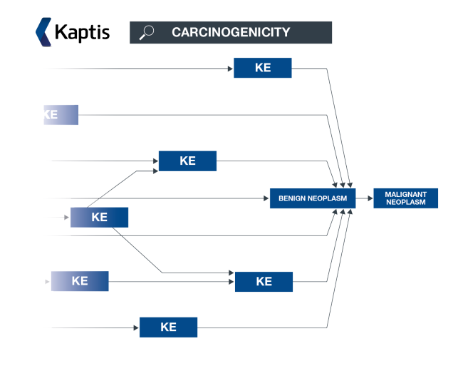 Kaptis Carcinogenicity AOP Diagram Carcinogenicity Kaptis AOP network diagram